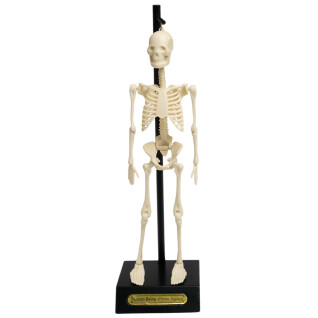 Modelo de esqueleto anatómico Rex London