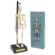 Modelo de esqueleto anatómico Rex London